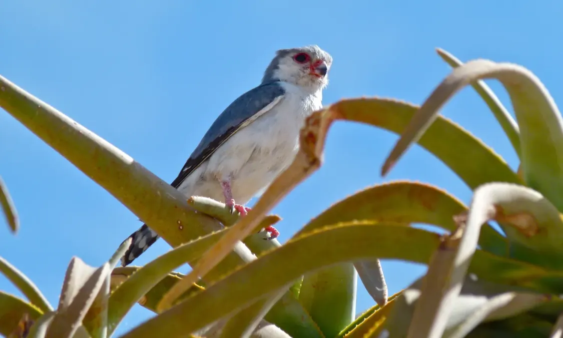 File:Pygmy Falcon (Polihierax semitorquatus) (6437060573).jpg