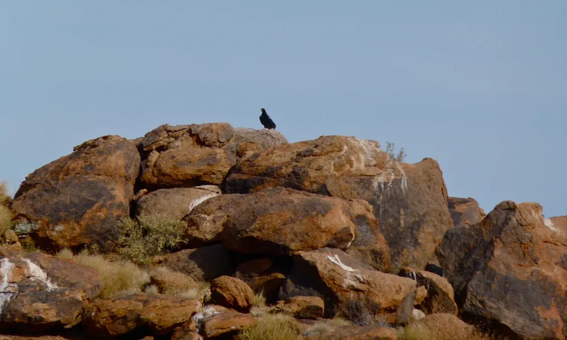 File:Verreaux's Eagle (Aquila verreauxii) (6437297829).jpg