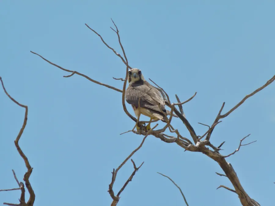 File:Lanner Falcon (Falco biarmicus) (7011298343).jpg