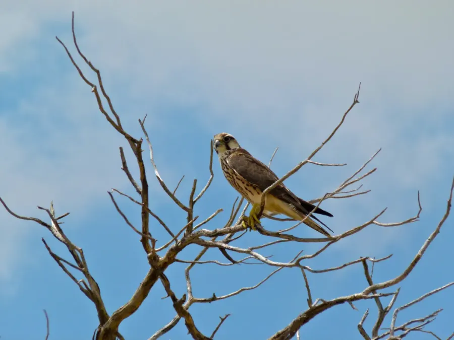 File:Lanner Falcon (Falco biarmicus) (7011311095).jpg