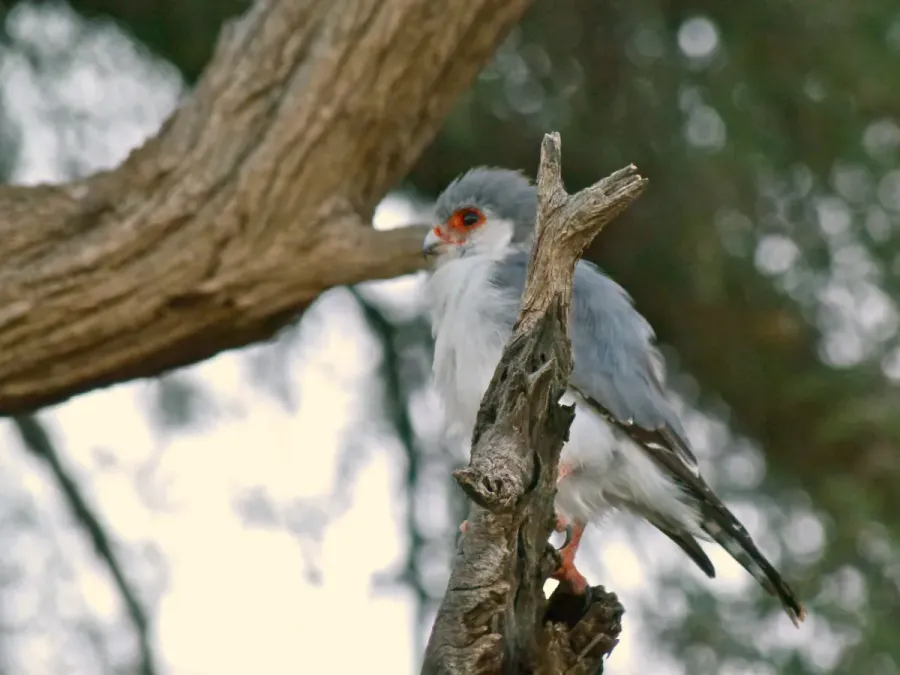 File:Pygmy Falcon (Polihierax semitorquatus) male (6880822118).jpg
