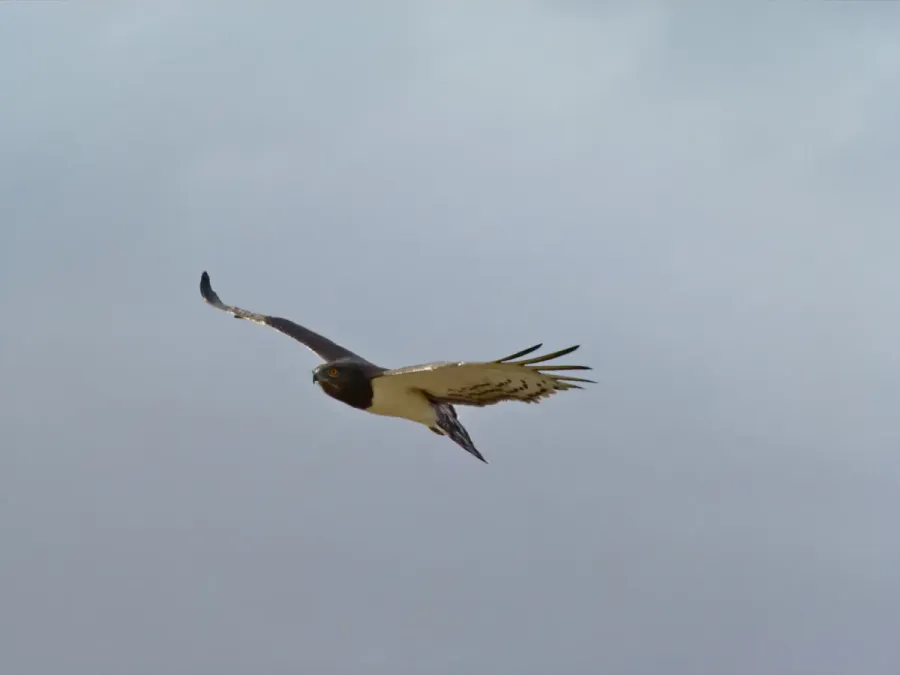 File:Black-chested Snake-eagle (Circaetus pectoralis) (6857052566).jpg