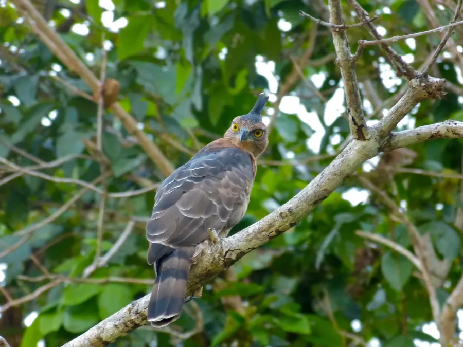 File:Wallace's Hawk-eagle (Nisaetus nanus) (8067749532).jpg