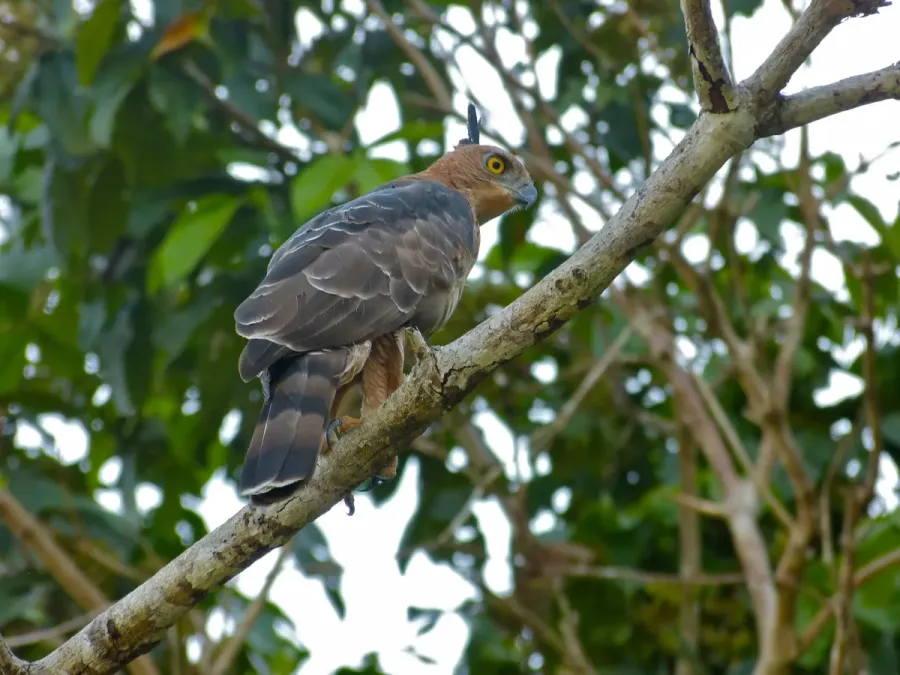 File:Wallace's Hawk-eagle (Nisaetus nanus) (8067764383).jpg