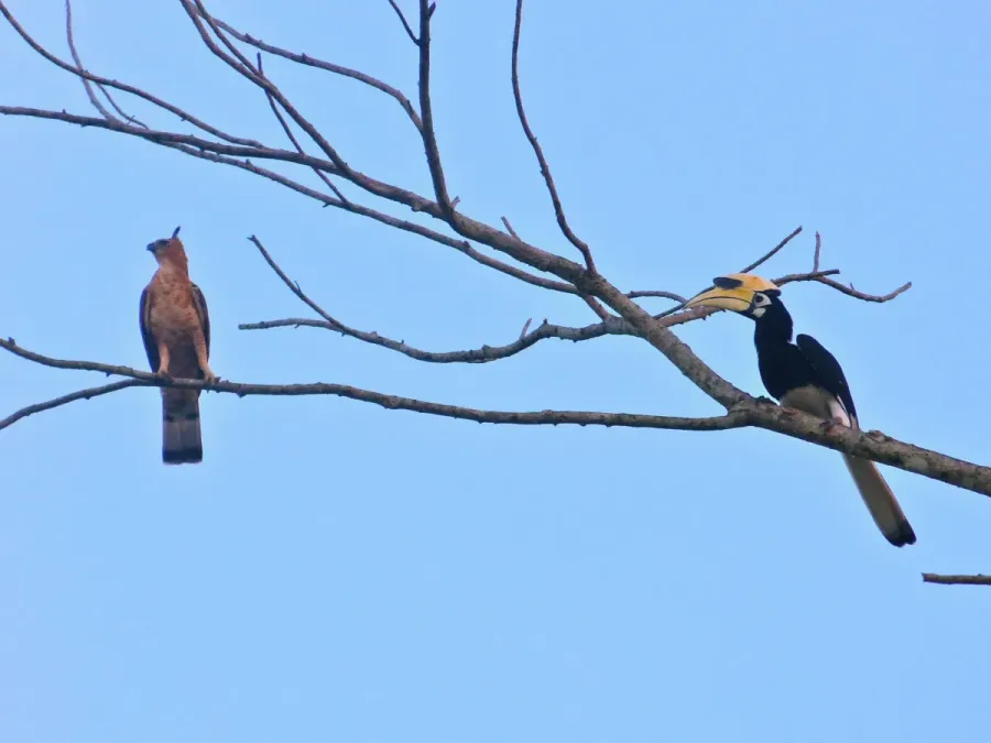 File:Oriental Pied Hornbill (Anthracoceros albirostris) and Wallace's Hawk-eagle (Nisaetus nanus) (8067809817).jpg