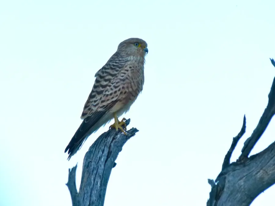 File:Greater Kestrel (Falco rupicoloides) (6880816284).jpg