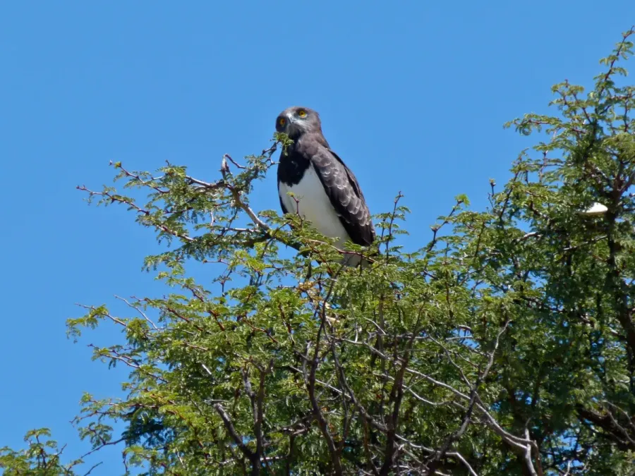 File:Black-chested Snake-eagle (Circaetus pectoralis) (6883787148).jpg