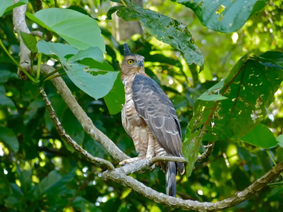 File:Wallace's Hawk-eagle (Nisaetus nanus) (8067762642) (2).jpg