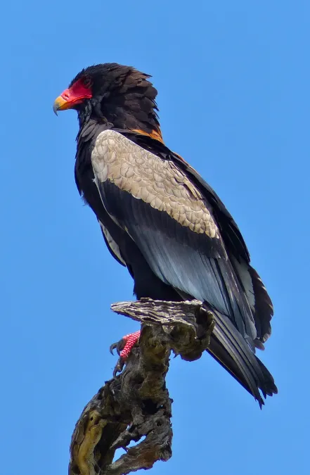 File:Bateleur Eagle (Terathopius ecaudatus) male (12639730324).jpg