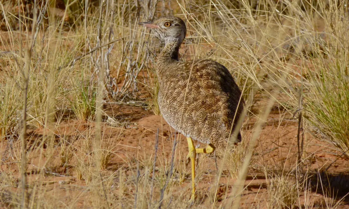 File:Northern Black Korhaan (Afrotis afraoides) female (6447485977).jpg
