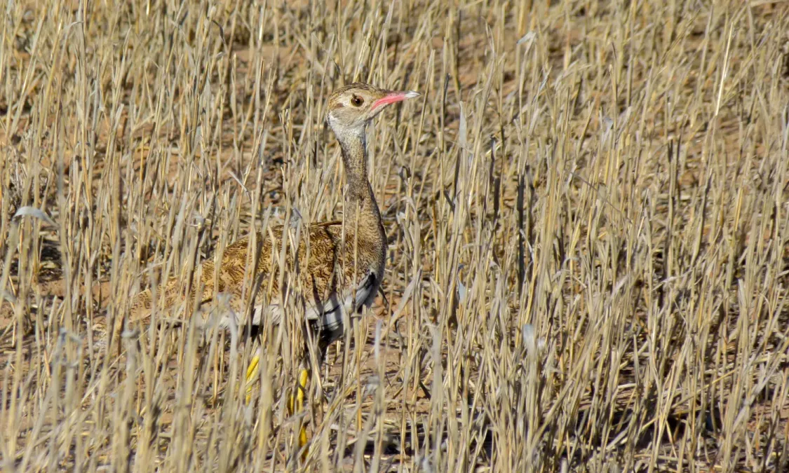 File:Northern Black Korhaan (Afrotis afraoides) female (6499239357).jpg