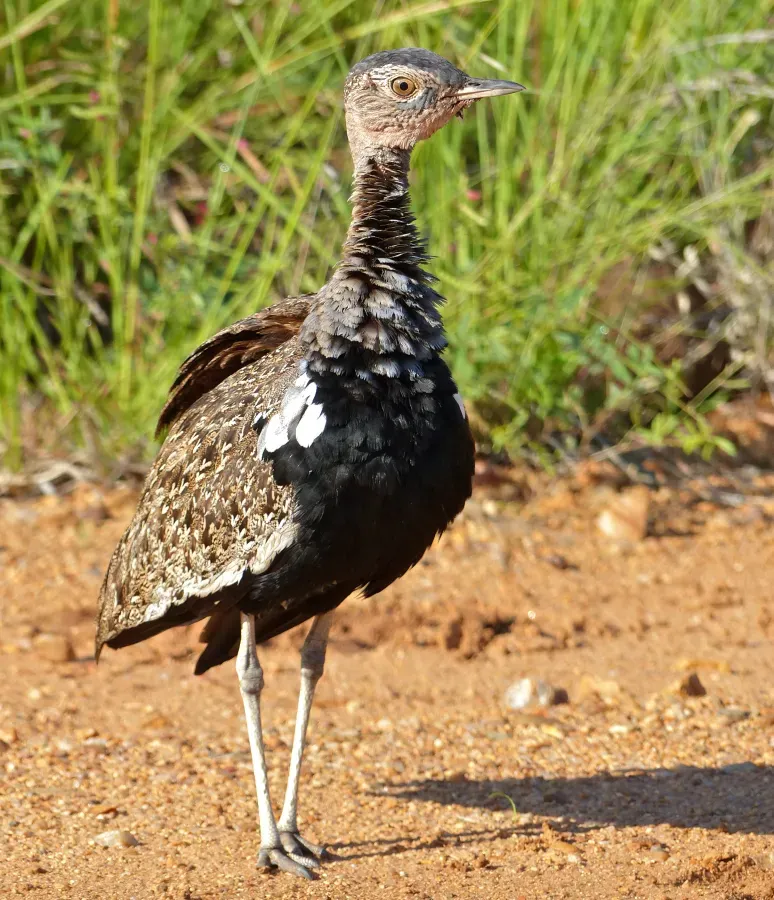 File:Red-crested Korhaan (Lophotis ruficrista) male (13799477455).jpg