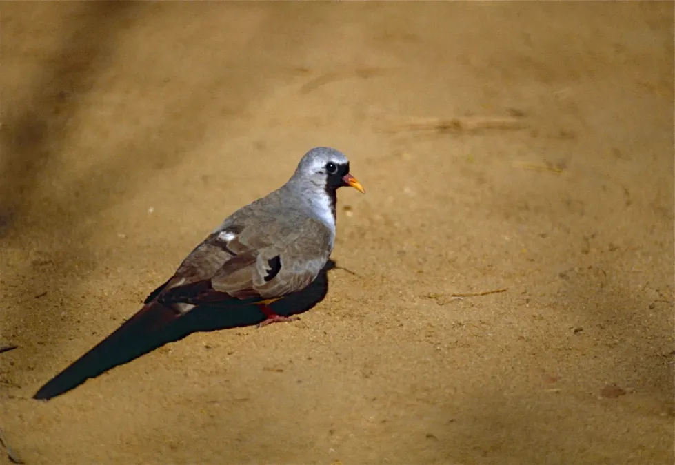 File:Namaqua Dove (Oena capensis) (9579453023).jpg