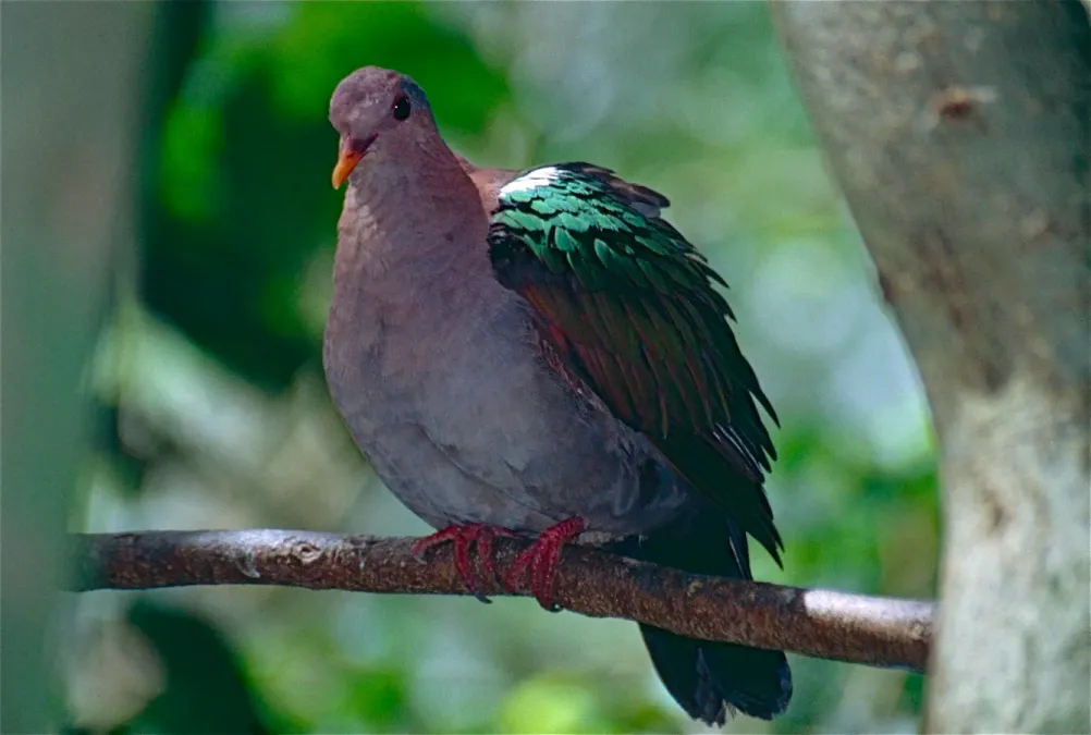 File:Pacific Emerald Dove (Chalcophaps longirostris), Kuranda Birdworld, Qld.jpg