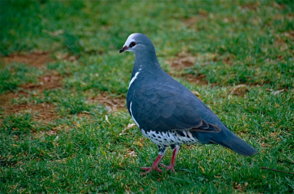 File:Wonga Pigeon (Leucosarcia melanoleuca) (10020933573).jpg