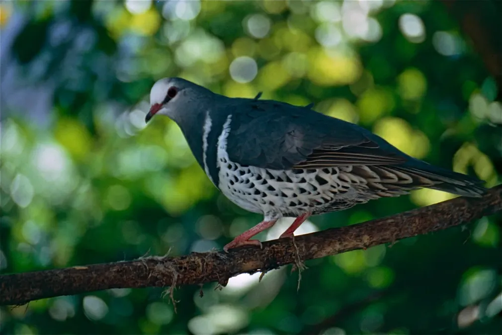 File:Wonga Pigeon (Leucosarcia melanoleuca) (9741591077).jpg