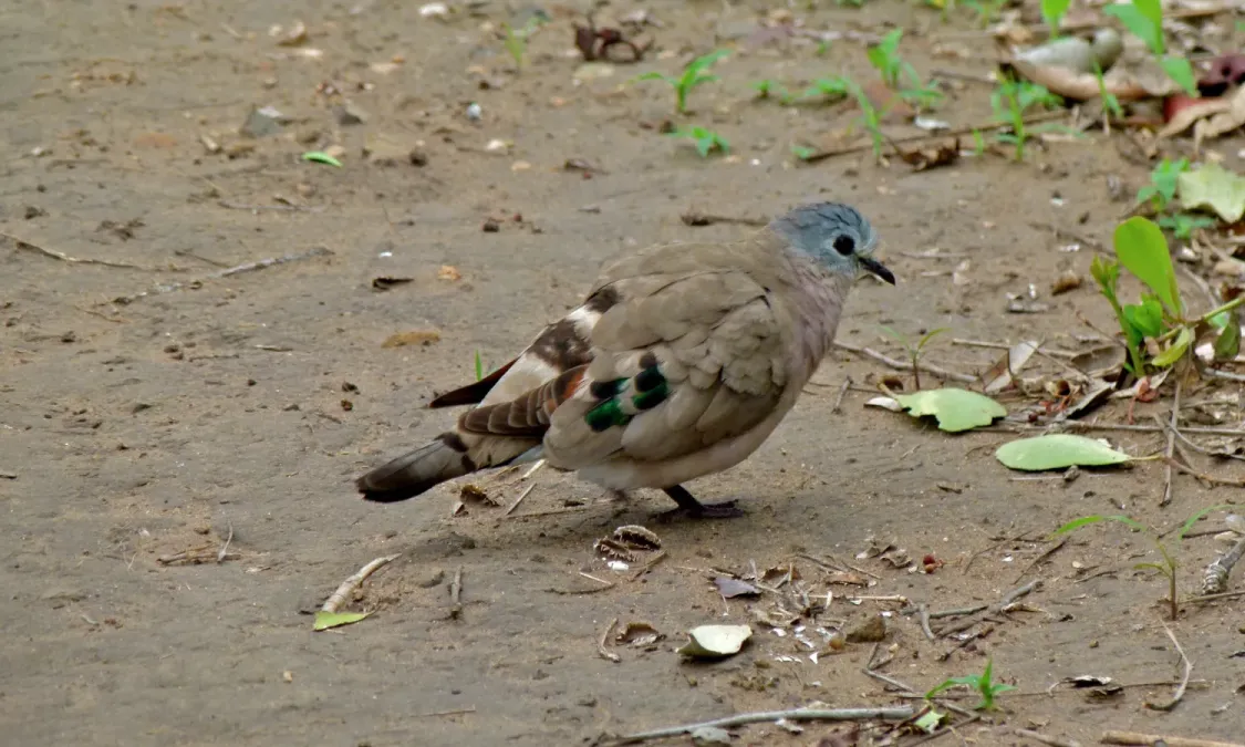 File:Emerald-spotted Wood-Dove (Turtur chalcospilos) (6012372772).jpg