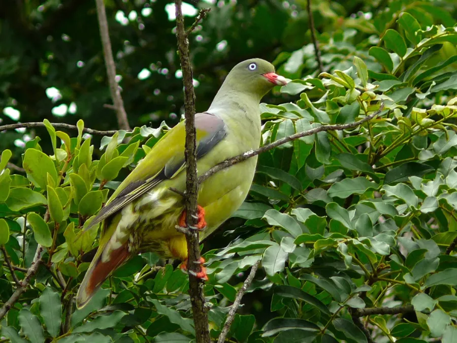 File:African Green Pigeon (Treron calvus), Kruger NP (6035818410).jpg