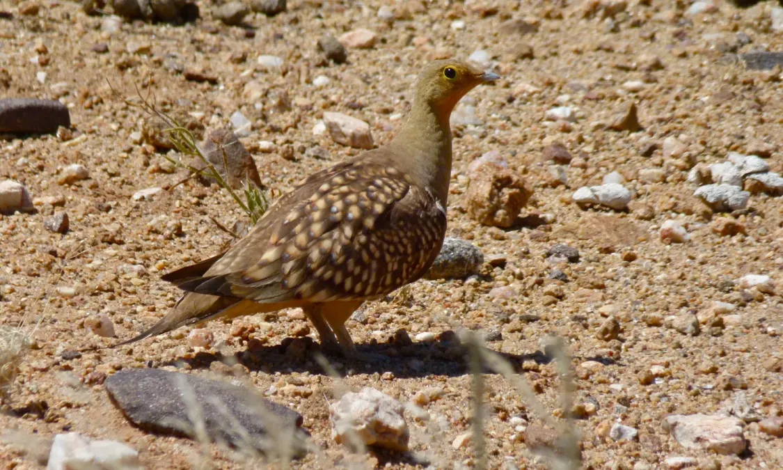File:Namaqua Sandgrouse (Pterocles namaqua) male (6437064033).jpg