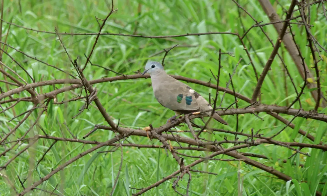 File:Emerald-spotted Wood-Dove (Turtur chalcospilos) (5997859692).jpg