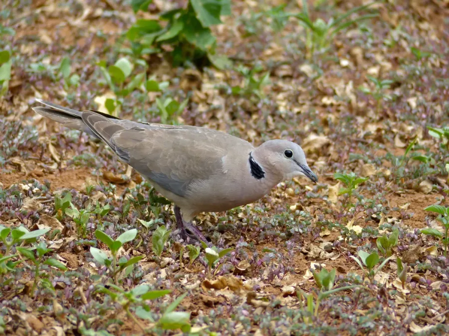File:Ring-necked Dove (Streptopelia capicola) (11855738115).jpg