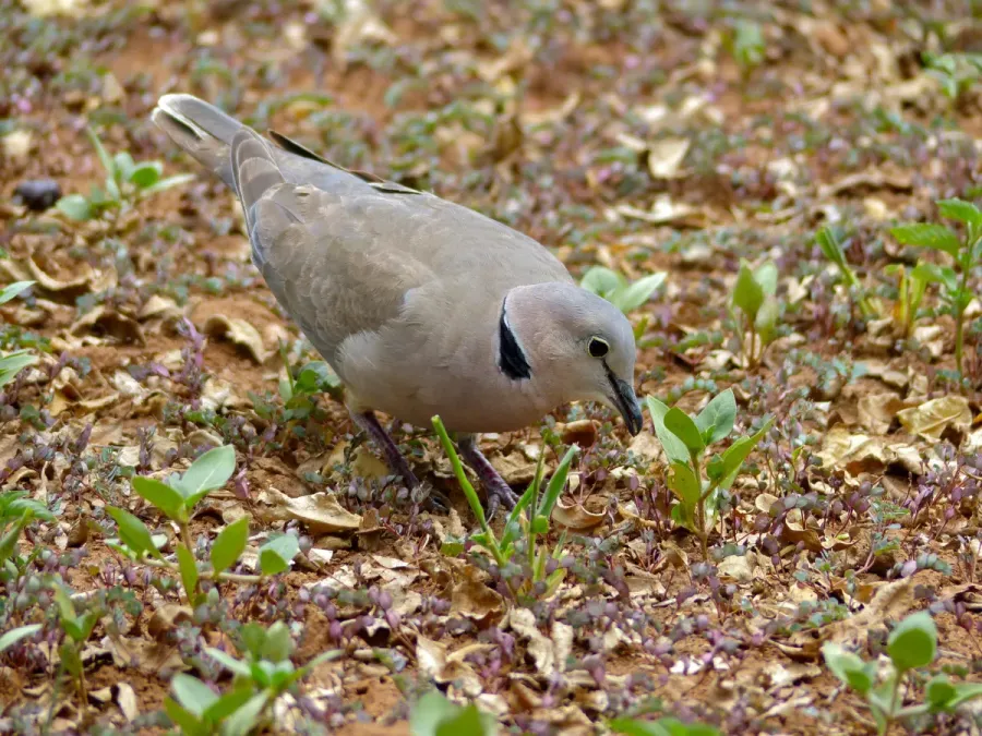 File:Ring-necked Dove (Streptopelia capicola) (11856230834).jpg
