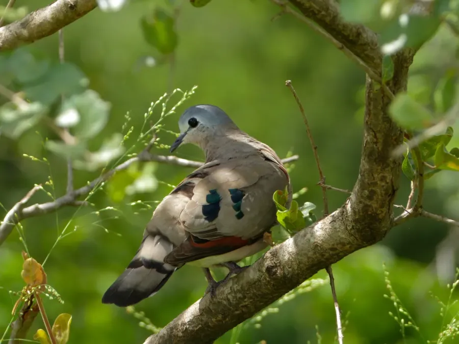 File:Emerald-spotted Wood-dove (Turtur chalcospilos) (13971400483).jpg