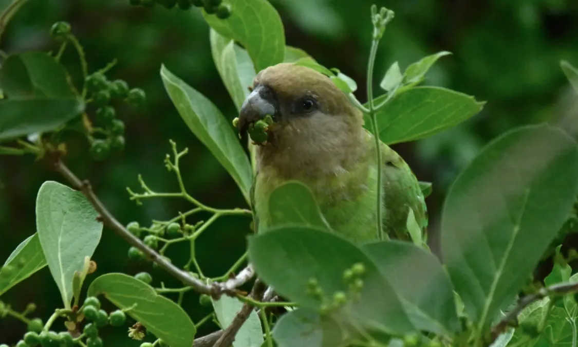 File:Brown-headed Parrot (Poicephalus cryptoxanthus) (6001313591).jpg