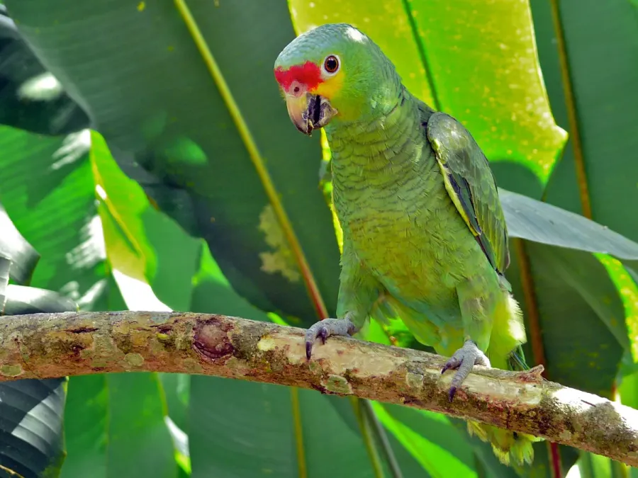 File:Red-lored Parrot (Amazona autumnalis) (6777353237).jpg