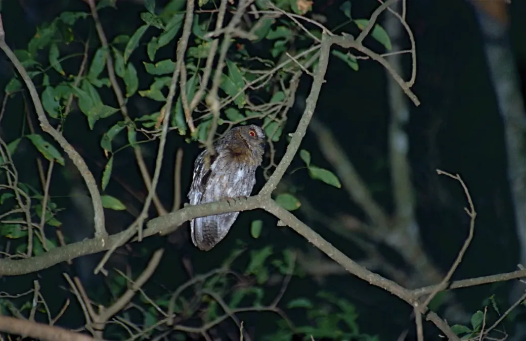 File:Rainforest Scops Owl (Otus rutilus) (9601910350).jpg