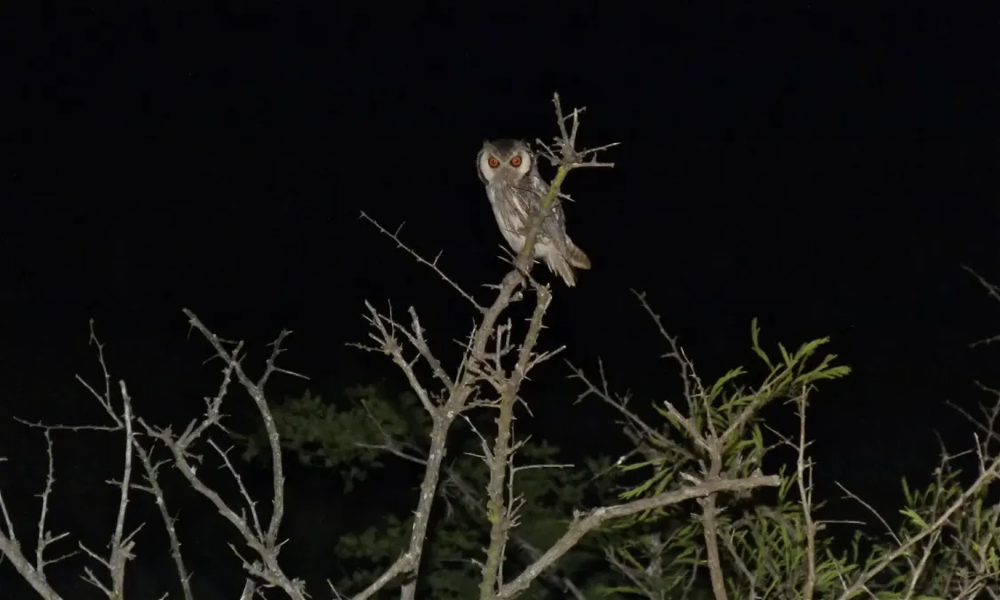 File:Southern White-faced Scops-Owl (Ptilopsis granti) (6001795035).jpg