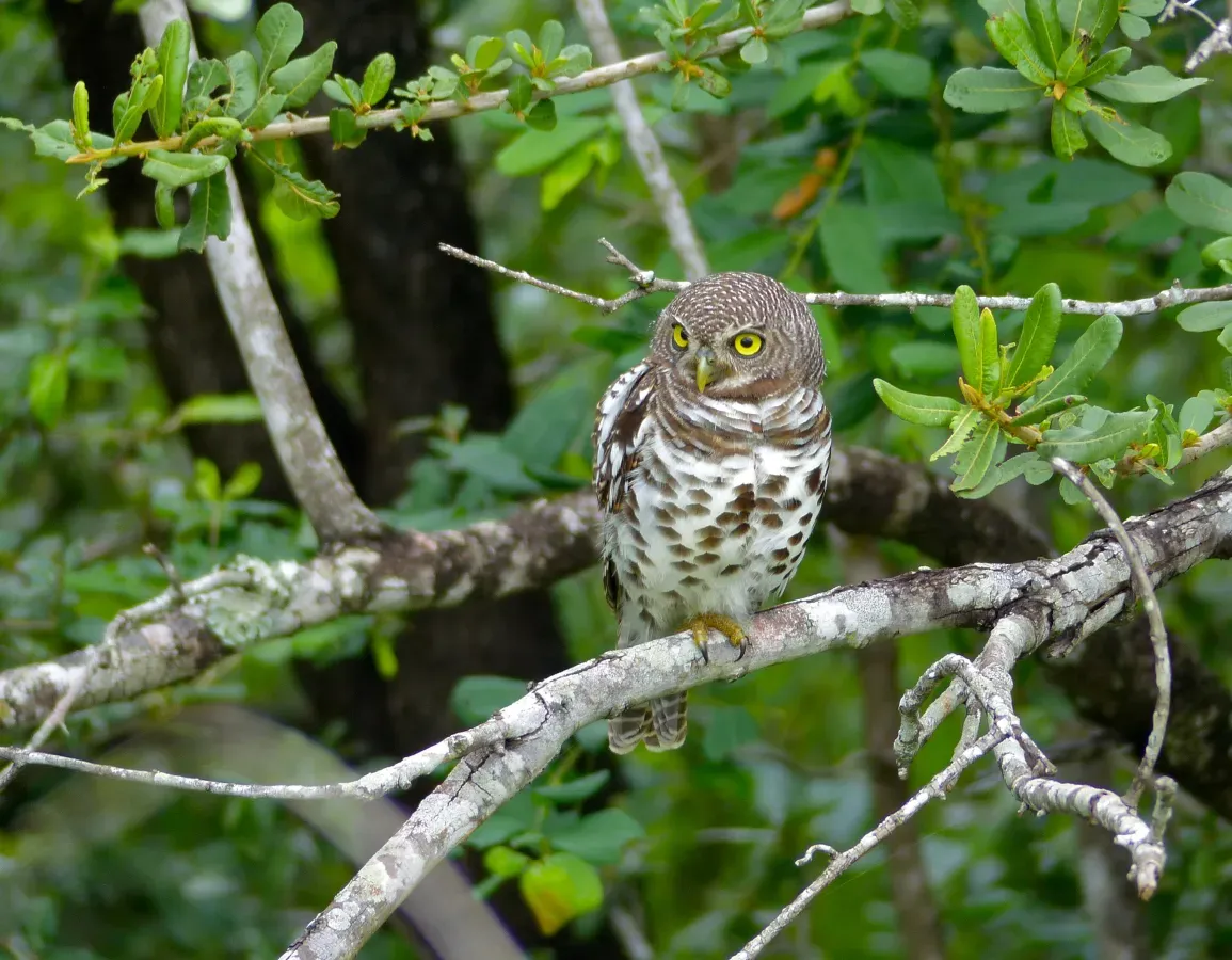 File:African Barred Owlet (Glaucidium capense) (13584244955).jpg