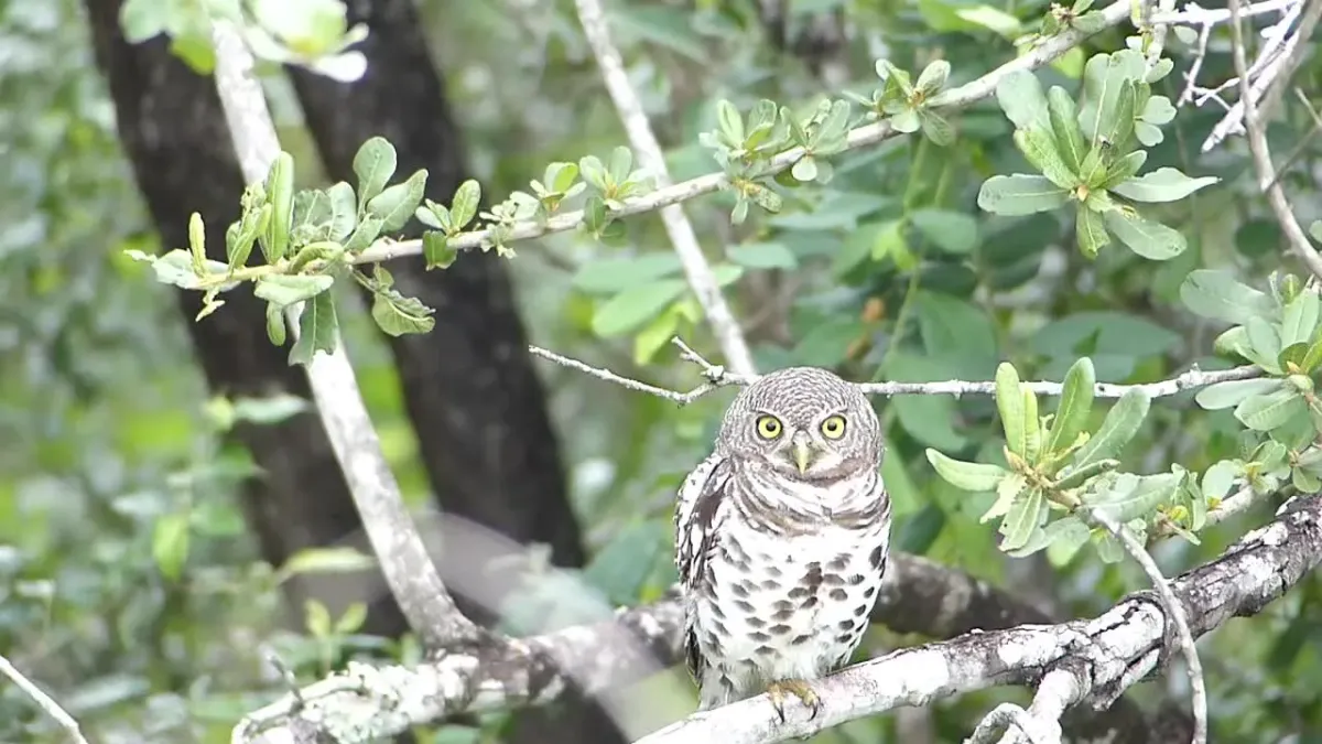 File:African Barred Owlet (Glaucidium capense) (13584120565).jpg