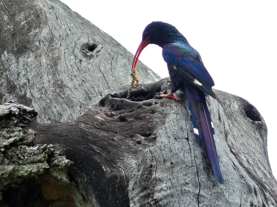 File:Green Wood-Hoopoe (Phoeniculus purpureus) (6040677597).jpg