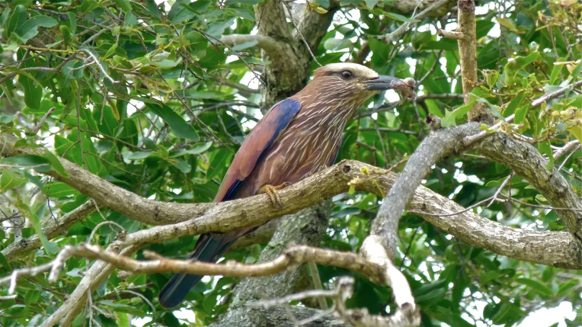File:Purple Roller (Coracias naevius) (6026101334).jpg