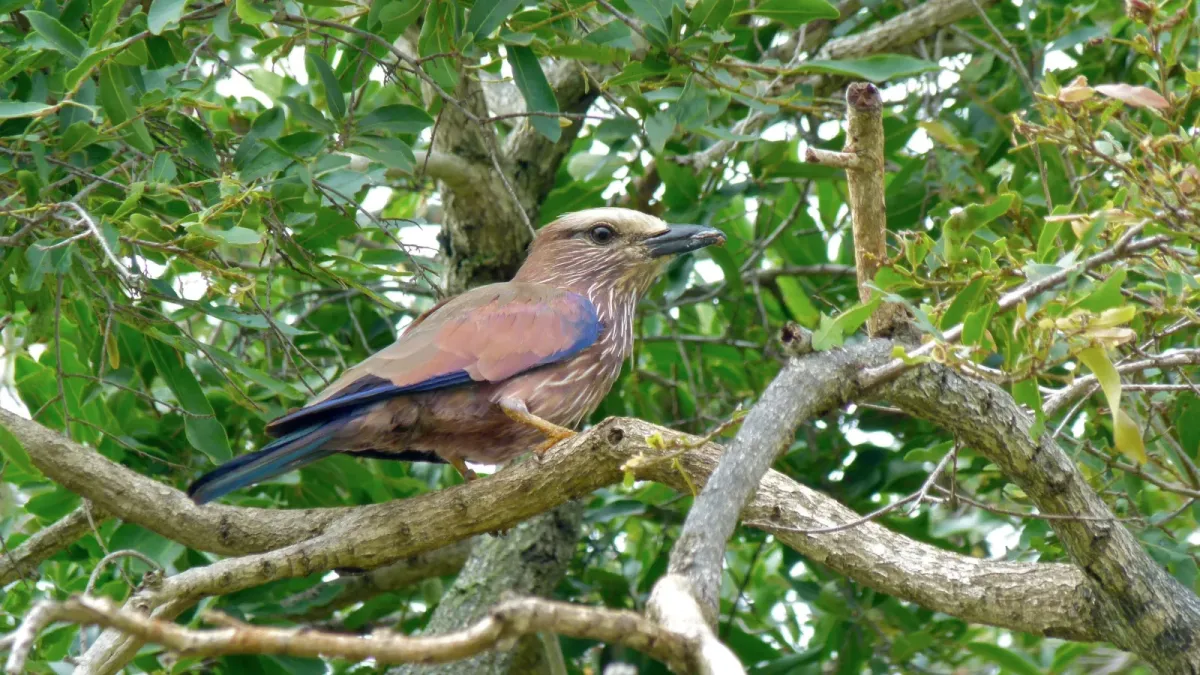 File:Purple Roller (Coracias naevius) (6026080292).jpg