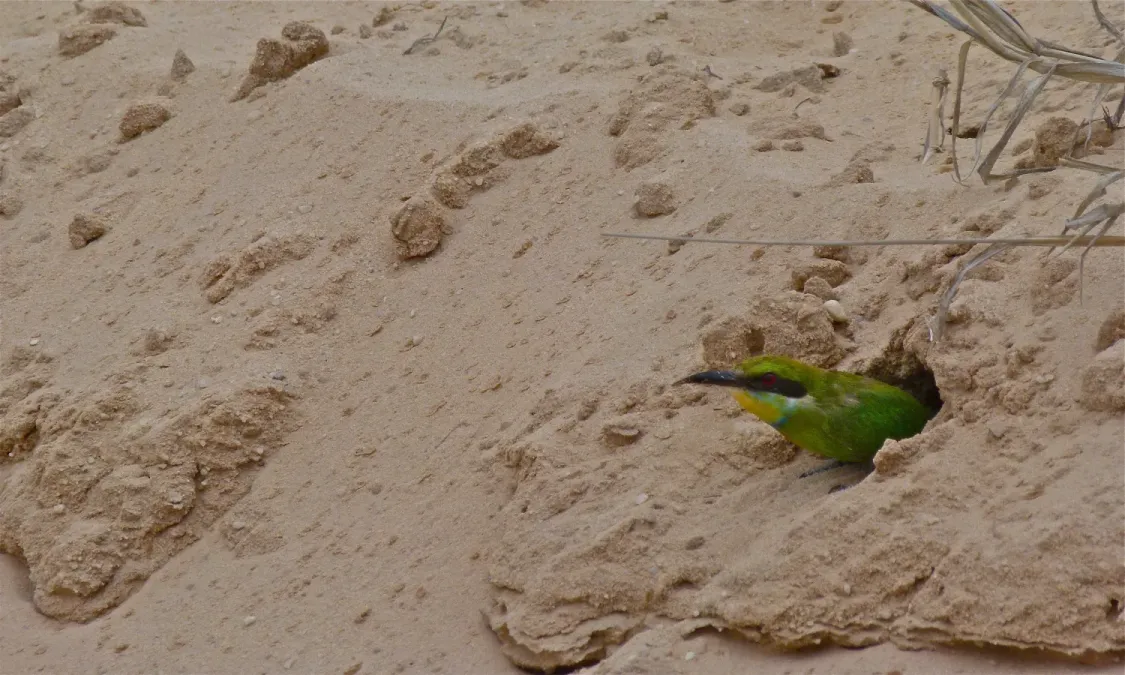 File:Swallow-tailed Bee-eater (Merops hirundineus) (6451725463).jpg