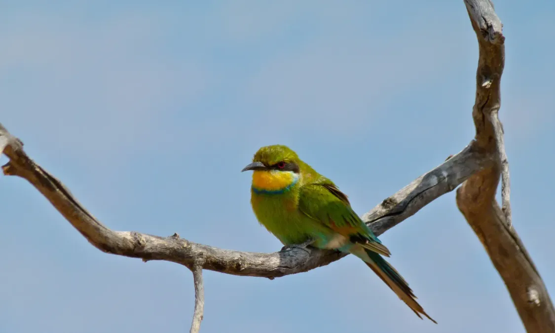 File:Swallow-tailed Bee-eater (Merops hirundineus) (6510776257).jpg