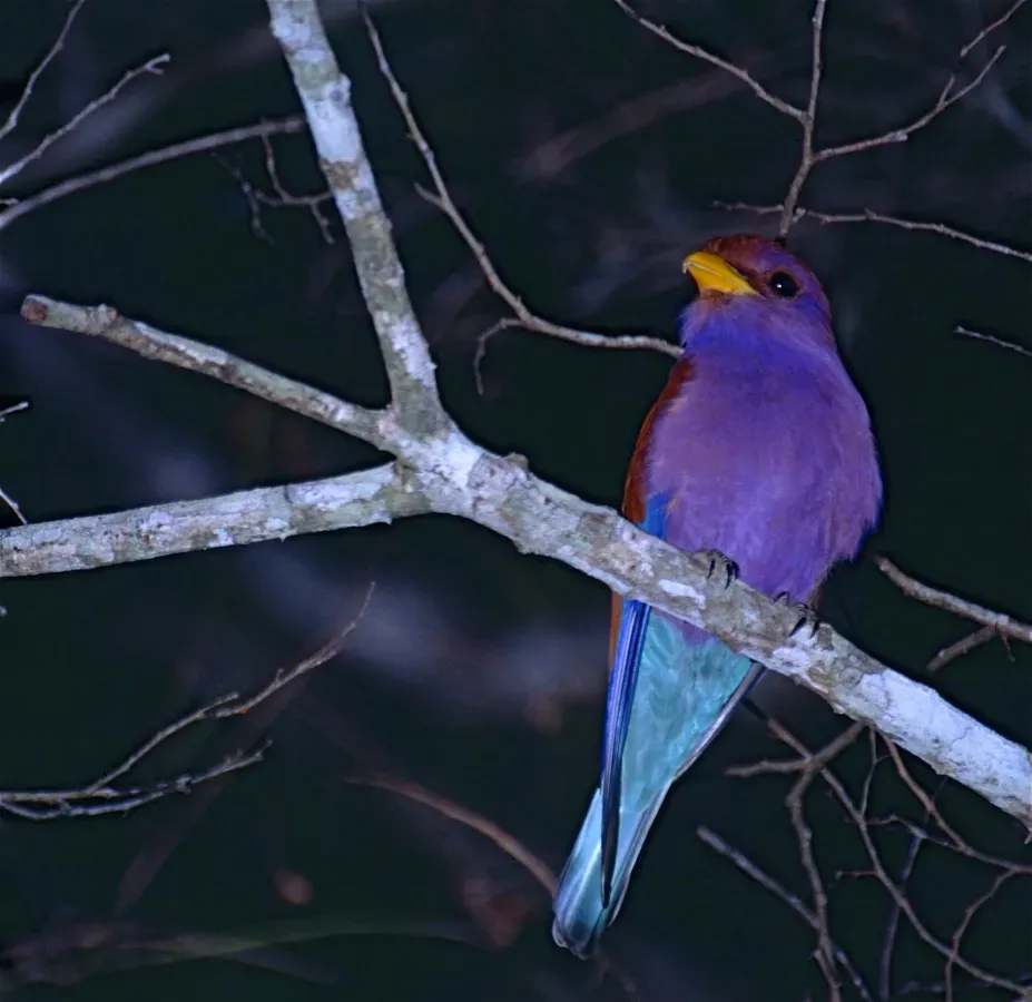 File:Broad-billed Roller Eurystomus glaucurus (9579722323).jpg