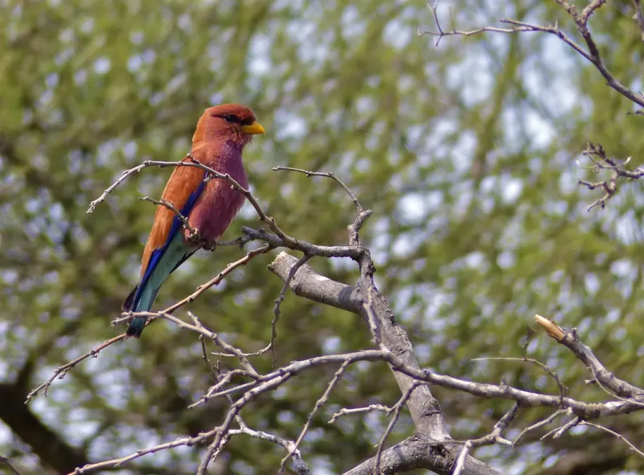 File:Broad-billed Roller (Eurystomus glaucurus) (11924537795).jpg