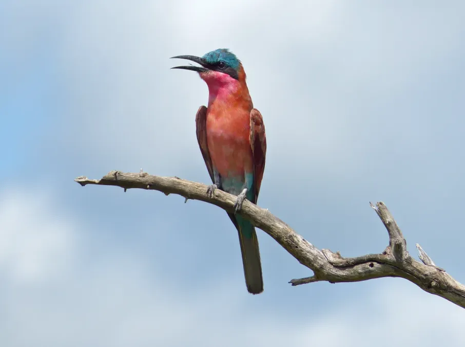 File:Southern Carmine Bee-eater (Merops nubicoides) (13951693613).jpg