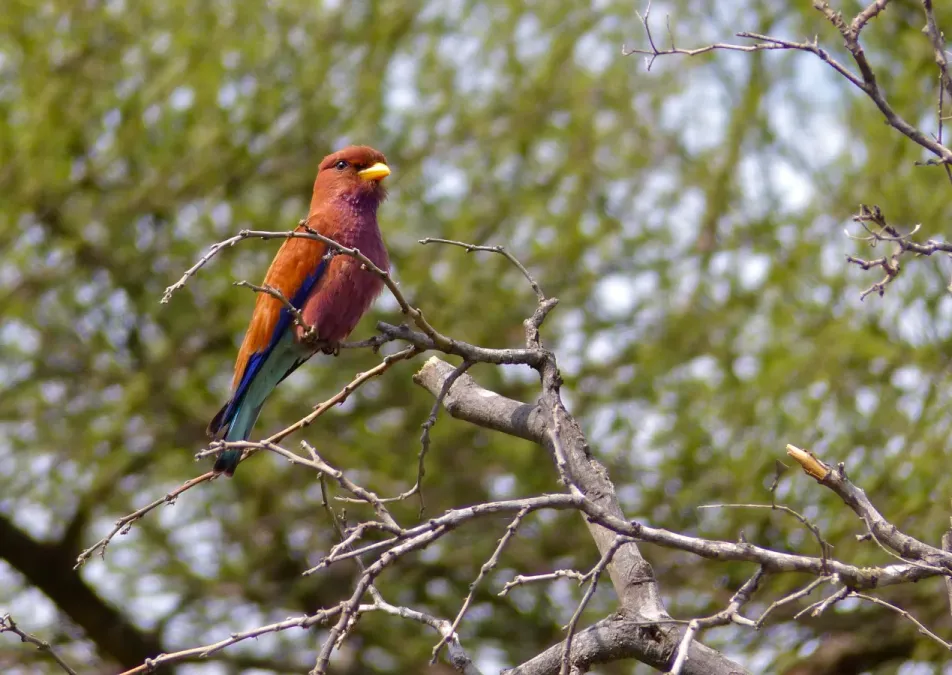 File:Broad-billed Roller (Eurystomus glaucurus) (11924782823).jpg