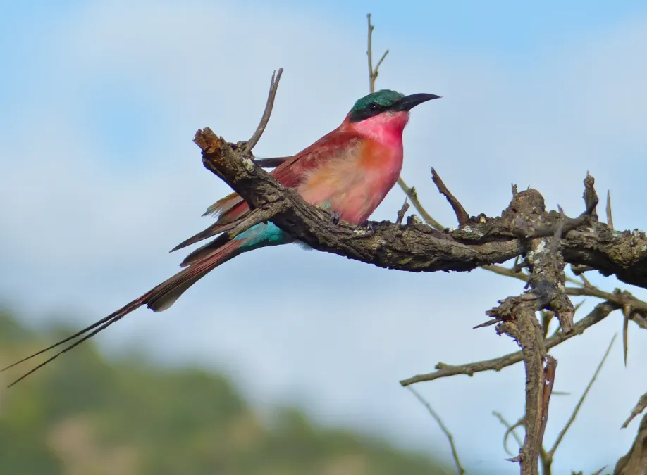 File:Southern Carmine Bee-eater (Merops nubicoides) (14030404252).jpg