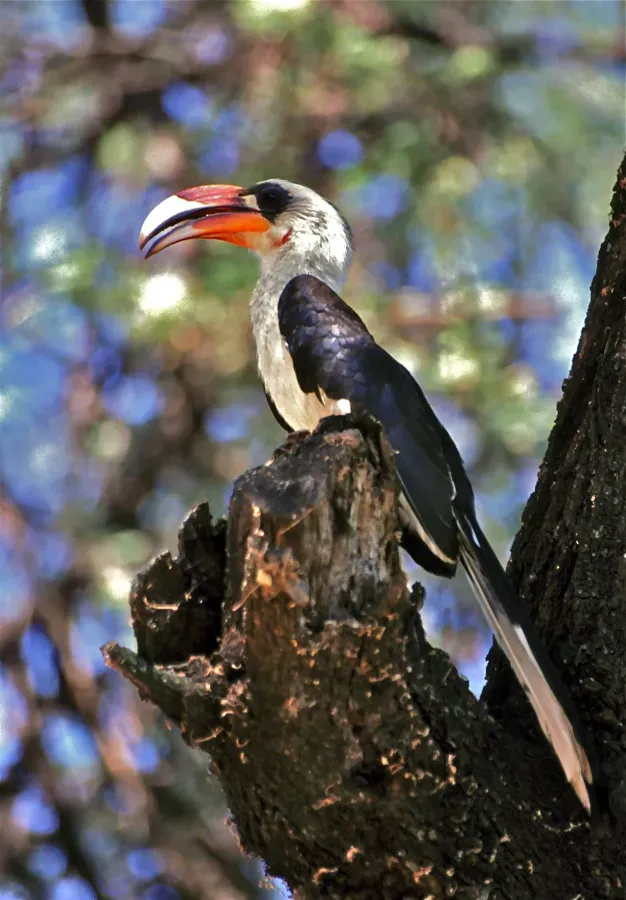 File:Von der Decken' s Hornbill (Tockus deckeni) (7667301372).jpg