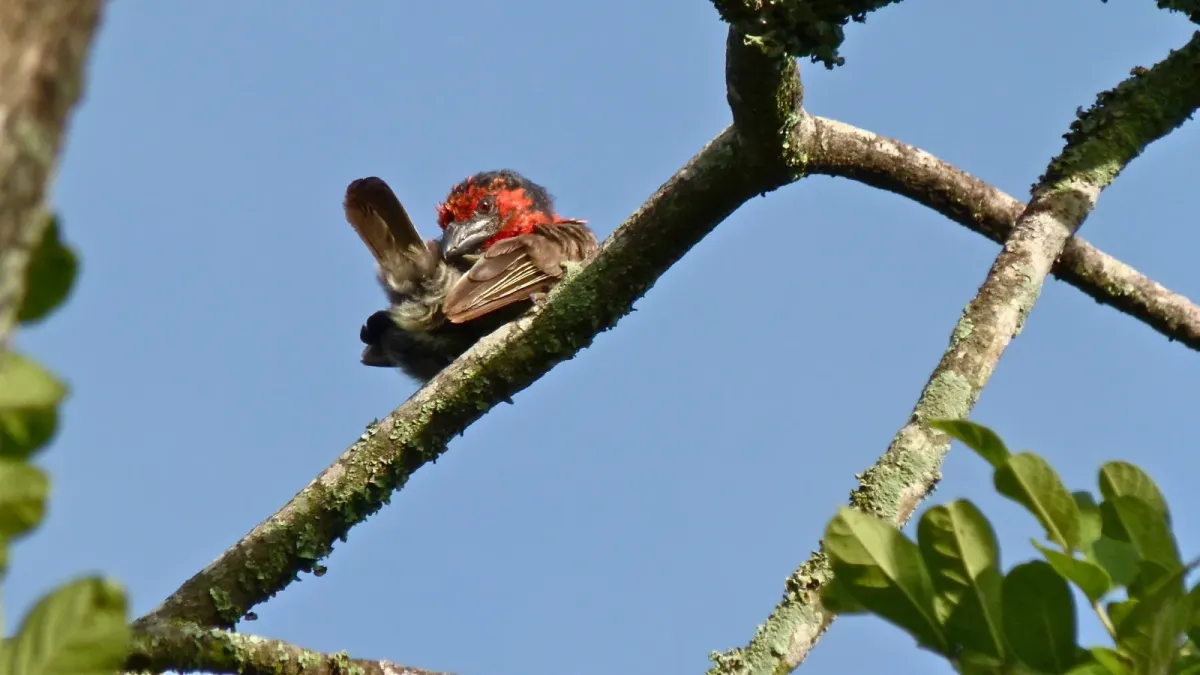 File:Black-collared Barbet (Lybius torquatus) (6025931868).jpg