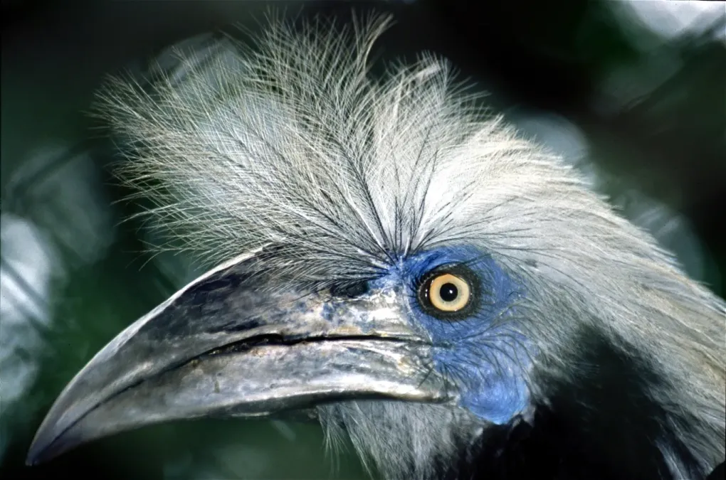 File:White-crowned Hornbill (Berenicornis comatus) (7795091322).jpg