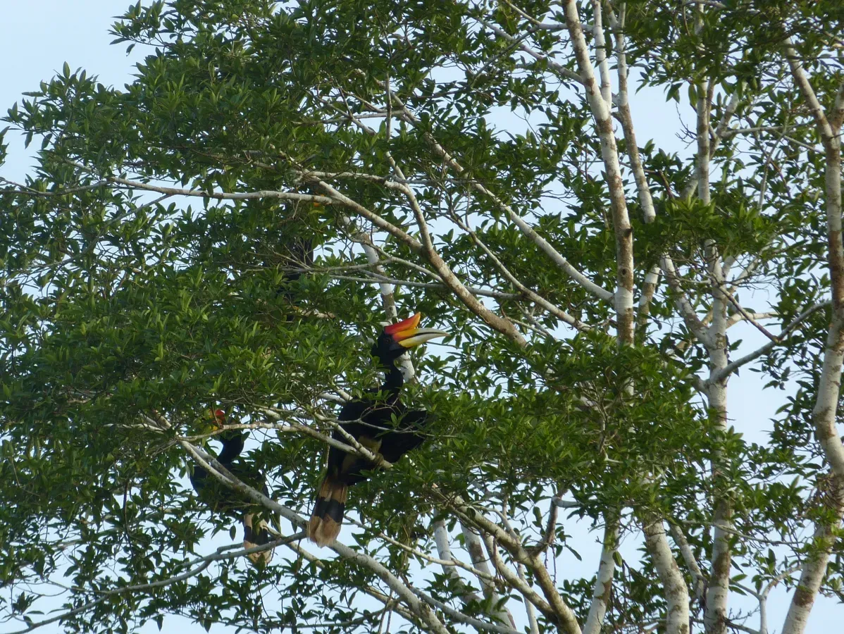File:Rhinoceros Hornbills (Buceros rhinoceros) (8067785989).jpg