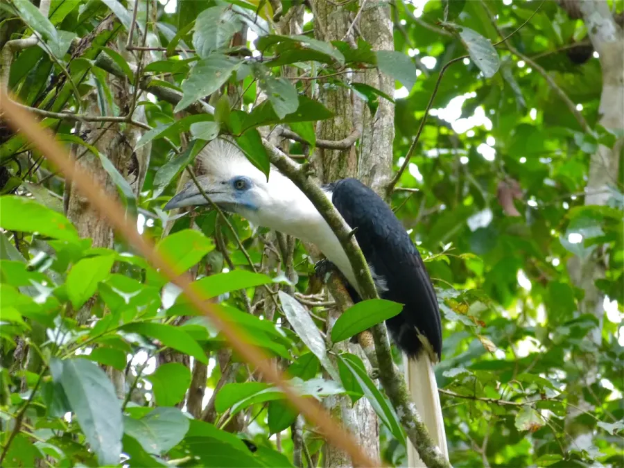 File:White-crowned Hornbill (Berenicornis comatus) male (8077309422).jpg
