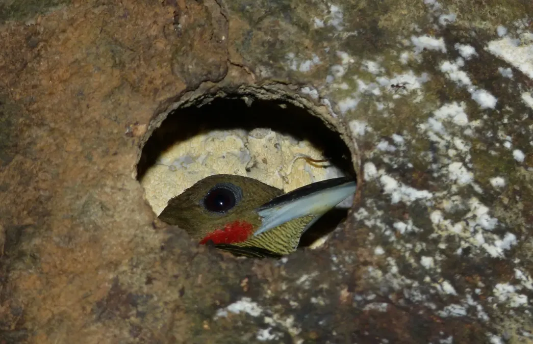File:Buff-necked Woodpecker (Meiglyptes tukki) (8686299407).jpg