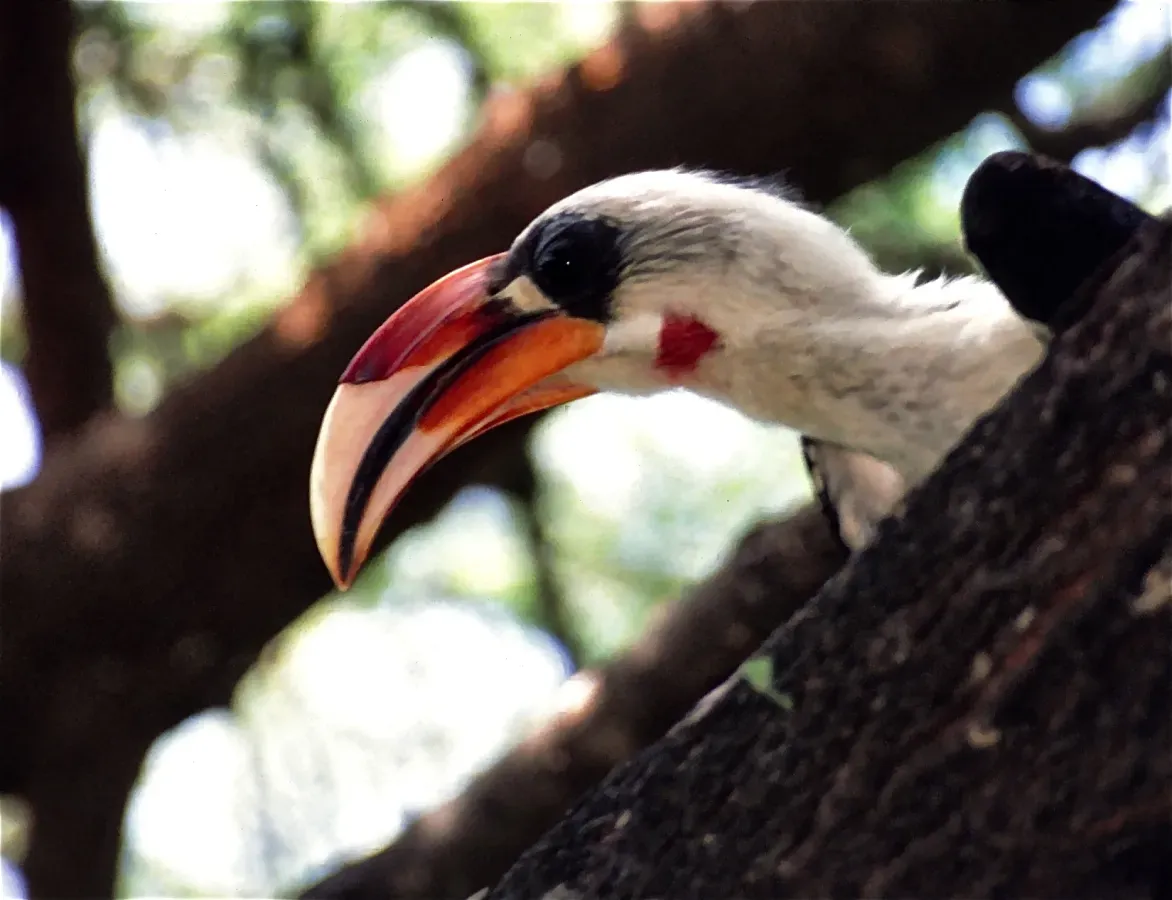 File:Von der Decken' s Hornbill (Tockus deckeni) (7662764628).jpg